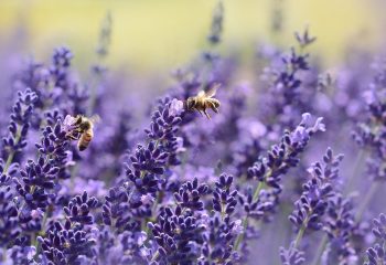 lavenders, bees, pollinate-1537694.jpg