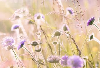 meadow flowers, field flowers, summer-1406846.jpg